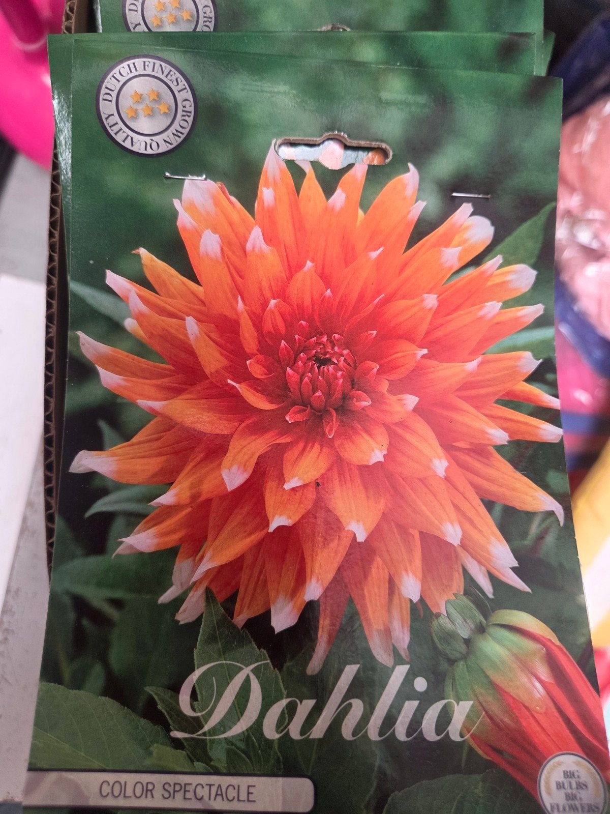 Dahlia 'Color Spectacle' Bloembol - Oranje met Wit, Ophalen of Verzenden, Voorjaar, Volle zon, Bloembol