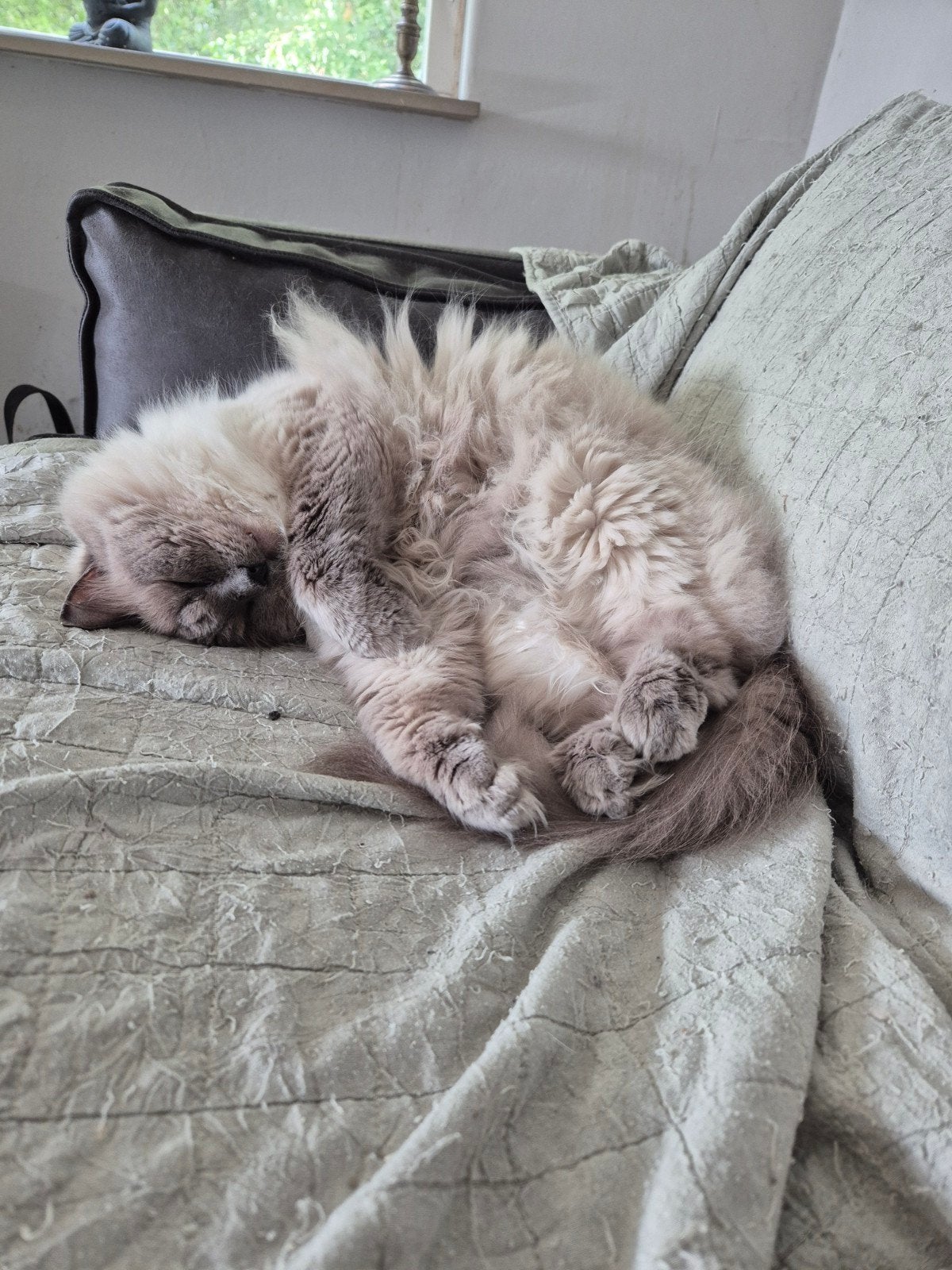 ragdoll blue point gereserveerd, Dieren en Toebehoren