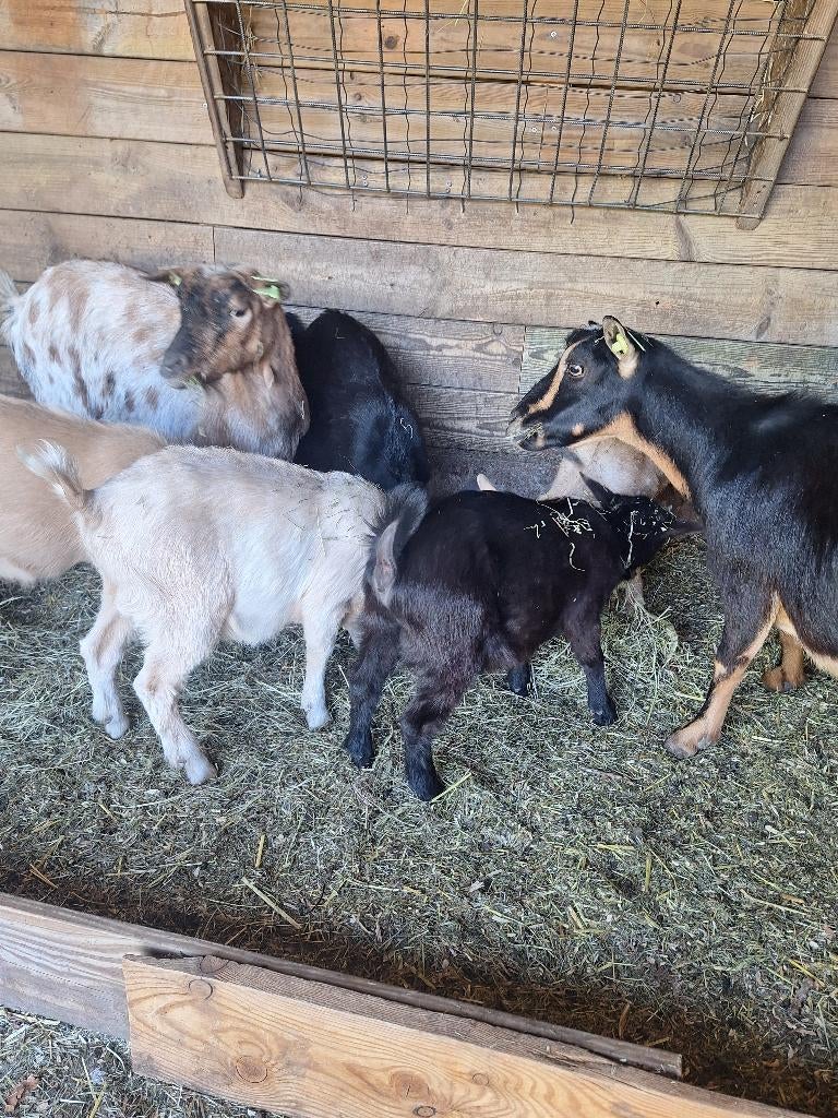 geiten, Mannelijk, Geit, 0 tot 2 jaar