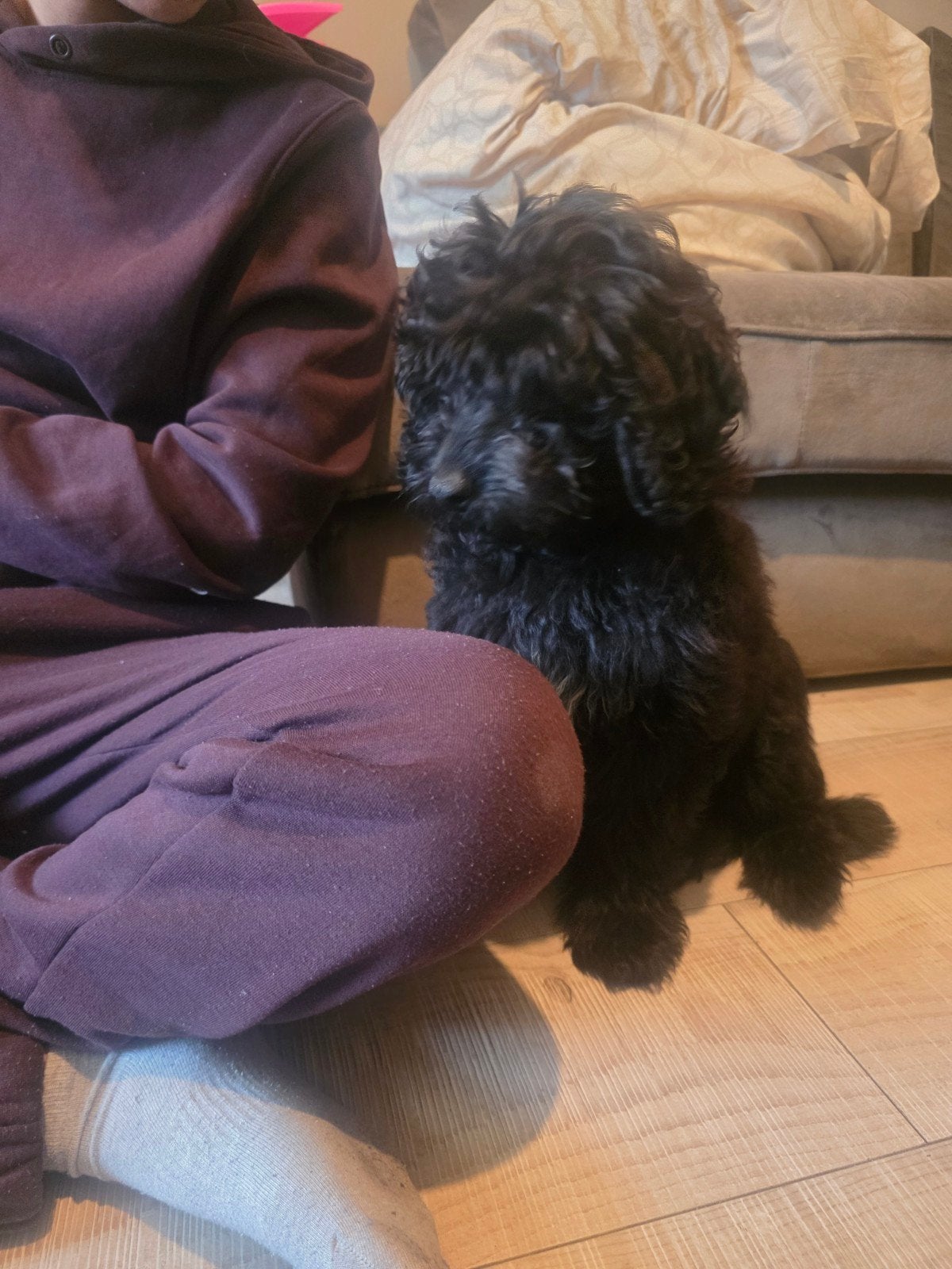 Labradoodle & Toypoedel Pup Reu, 15 weken tot 1 jaar, Eén hond, Nederland, Particulier