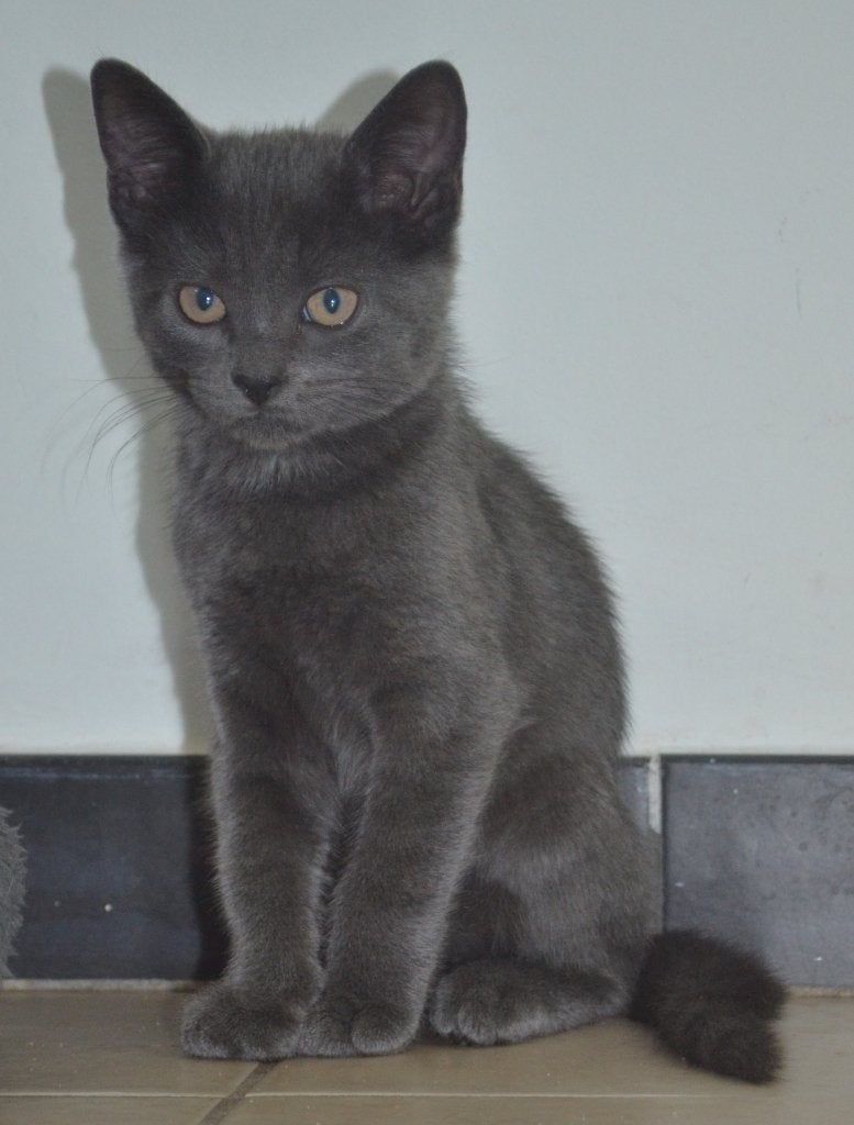 Schitterend grijs kitten, katertje, geboren 2 mei., Dieren en Toebehoren, Katten en Kittens | Overige Katten, Kater, Kortharig