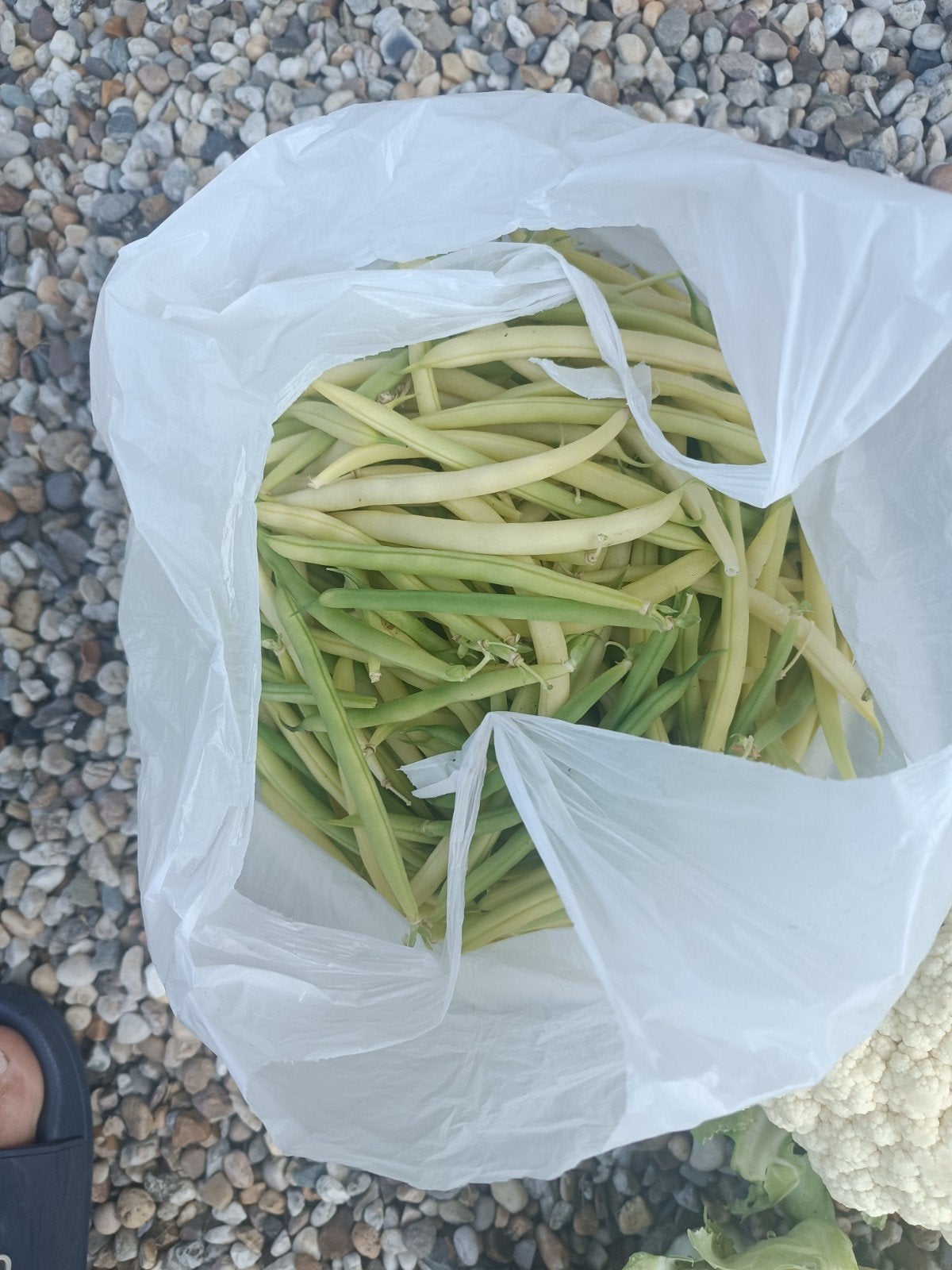 Te koop boterbonen en groene bonen, Ophalen, Minder dan 100 cm, Overige soorten, Zomer