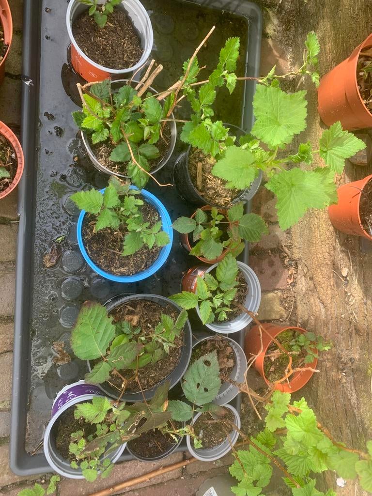 Bessen, tamme bramen en  japanse wijnbes plantjes, Ophalen of Verzenden, Eenjarig, Groenteplanten, Volle zon