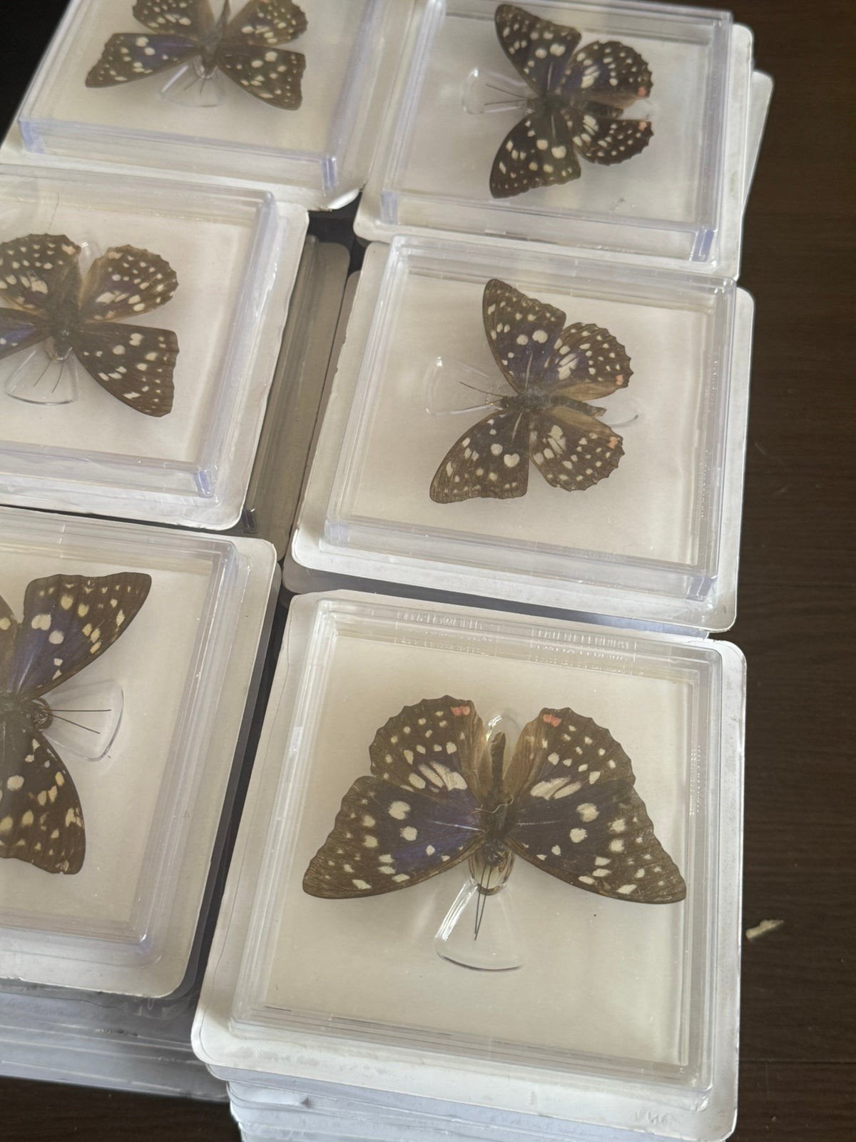 Partij van 500 opgezette vlinders in plastic cases, Ophalen, Gebruikt, Insect, Opgezet dier