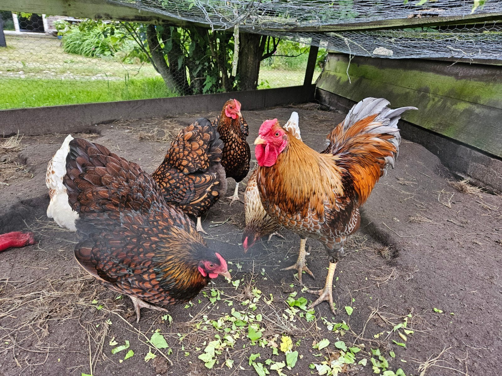 Wyandotte kriel broedeieren, Dieren en Toebehoren, Geslacht onbekend, Kip