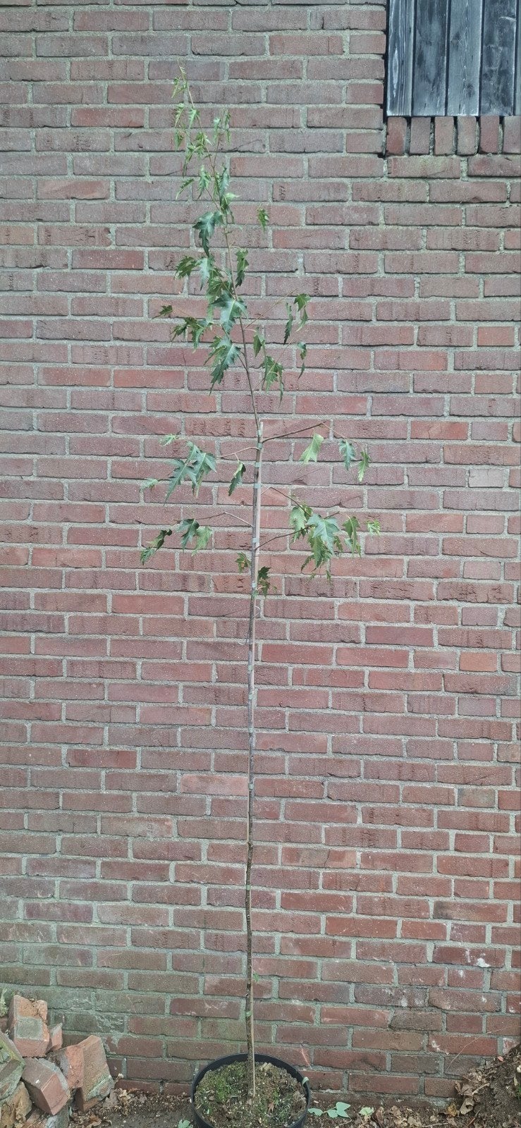 Betula pendula ‘Dalecarlica’, sierberk, Tuin en Terras, Planten | Bomen, Ophalen, Volle zon, Overige soorten