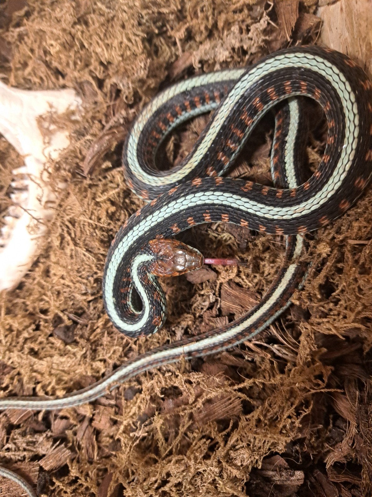 Thamnophis sirtalis infernalis nakweek 26, Dieren en Toebehoren, Slang, 0 tot 2 jaar