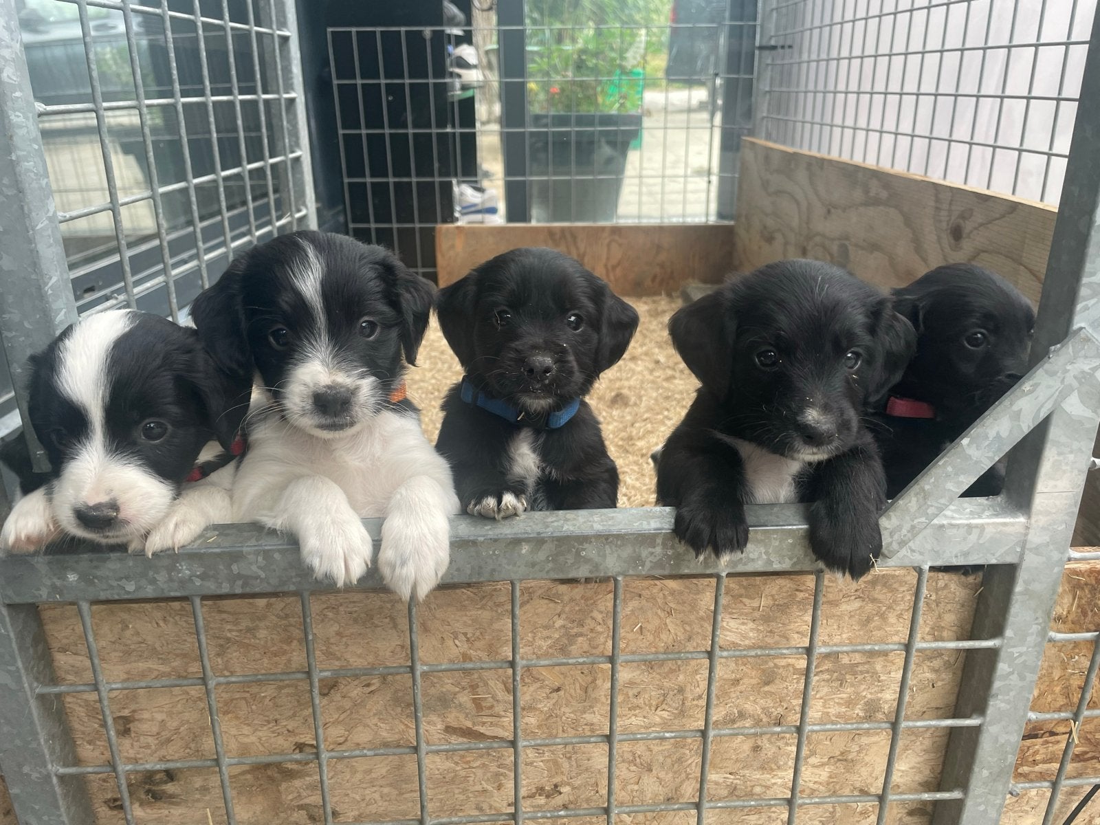 Kruising Markies pups, Parvo, Overige rassen, 8 tot 15 weken, Meerdere