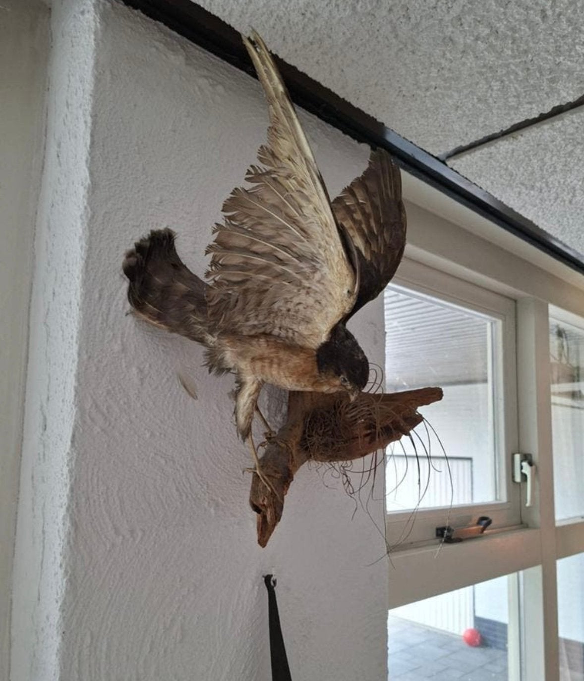 Opgezette roofvogel, Geslacht onbekend, Roofvogel