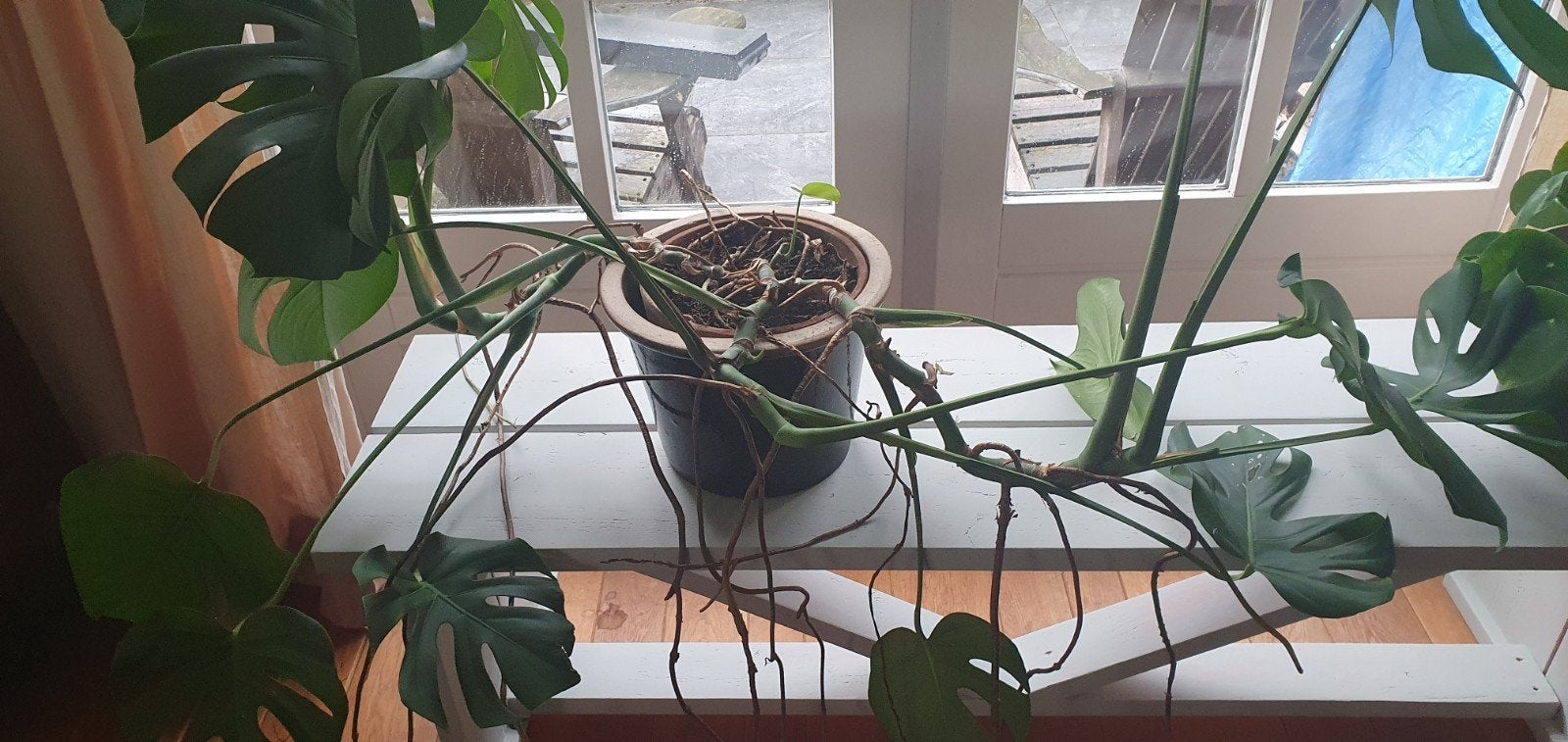 Grote plant. Vingerplant, Ophalen, Halfschaduw, Minder dan 100 cm