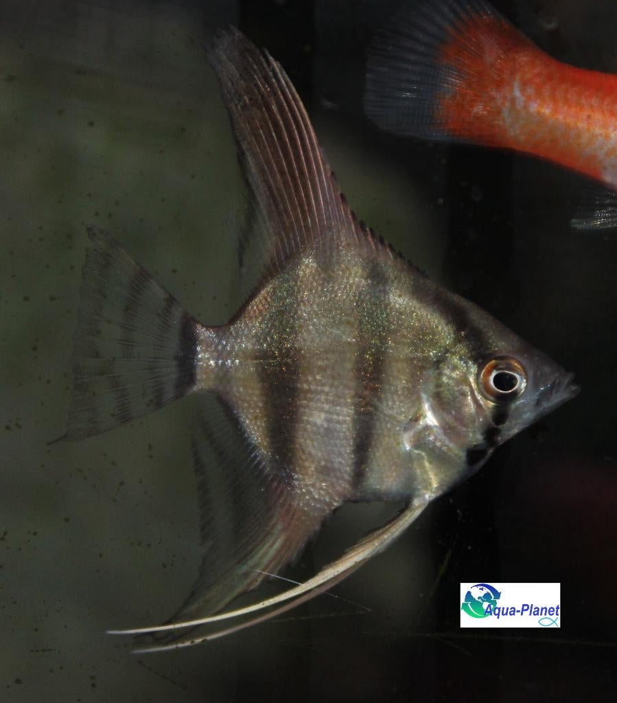 Maanvis "Mix", Vis, Zoetwatervis, Schoolvis