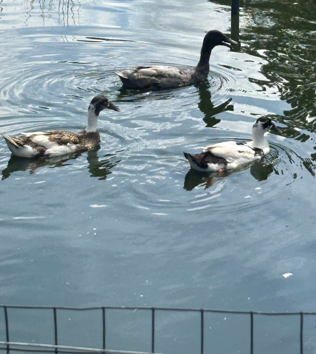 Trio Loopeenden, Dieren en Toebehoren, Pluimvee, Meerdere dieren, Eend