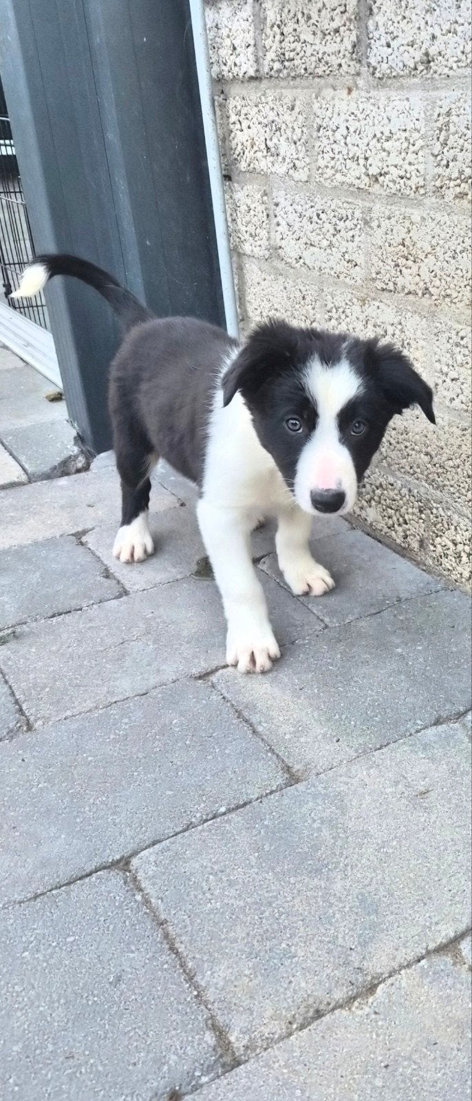Border collie pups (mogen verhuizen ) nog 1 pup beschikbaar, Dieren en Toebehoren, Honden | Herdershonden en Veedrijvers, 8 tot 15 weken