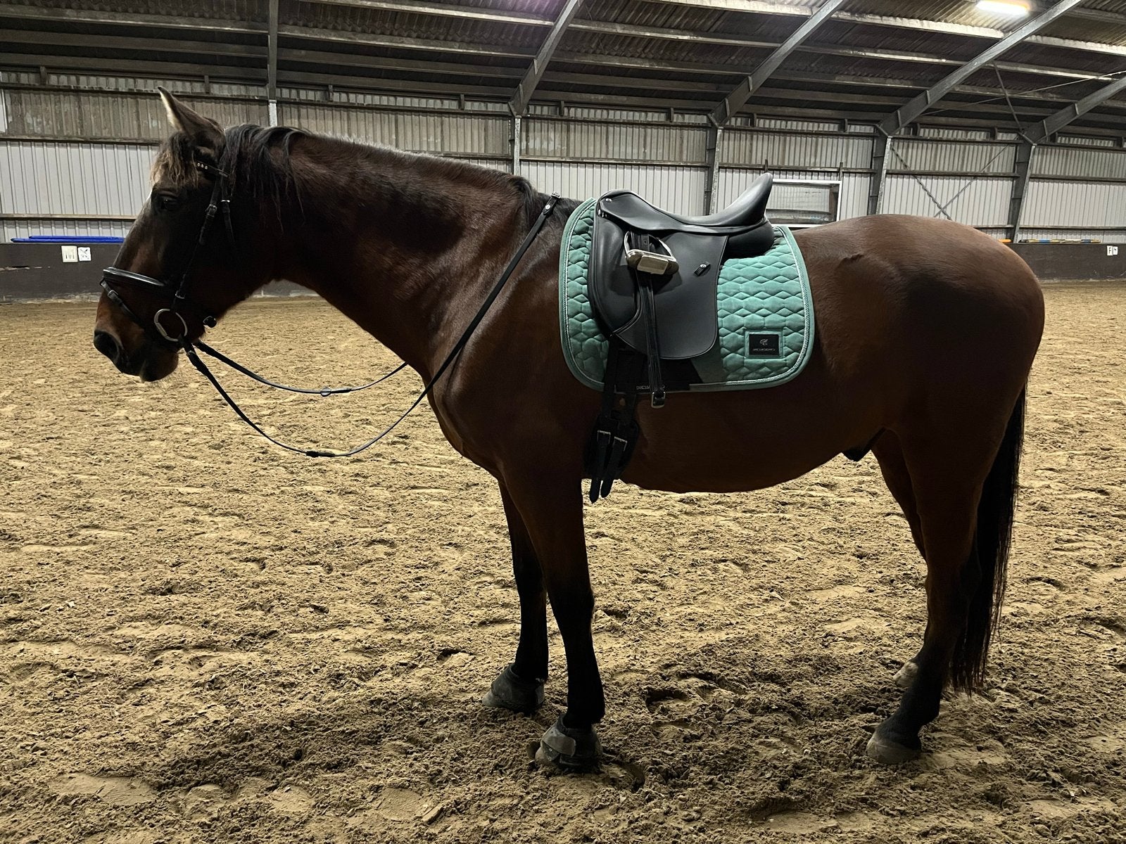 Dressage pro dekje, Full (L), Schokabsorberend, Mesh, Ophalen of Verzenden