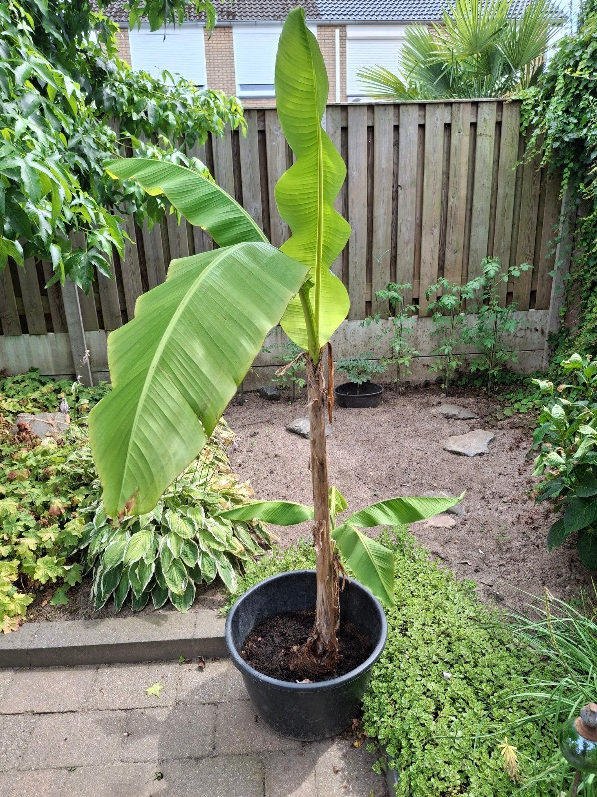 Bananenplant (Musa Basjoo), Tuin en Terras, Ophalen, Overige soorten, Volle zon