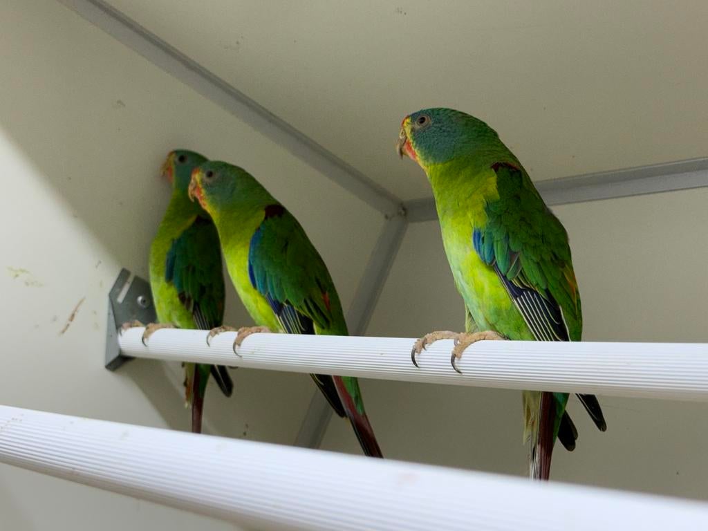 Te koop gevraagd veel soorten vogels, Dieren en Toebehoren, Vogels | Parkieten en Papegaaien, Meerdere dieren, Parkiet