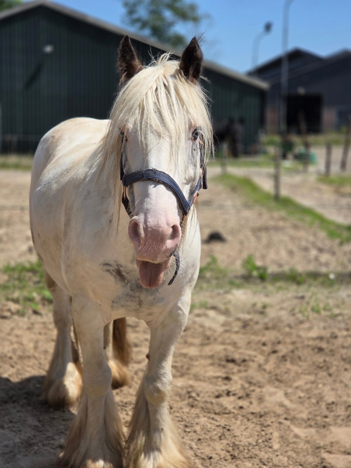 Leuke tinkerruin, nu voor 2000!!!, Dieren en Toebehoren, Pony's, Ruin, B, C pony (1.27m tot 1.37m), Recreatiepony, 7 tot 10 jaar