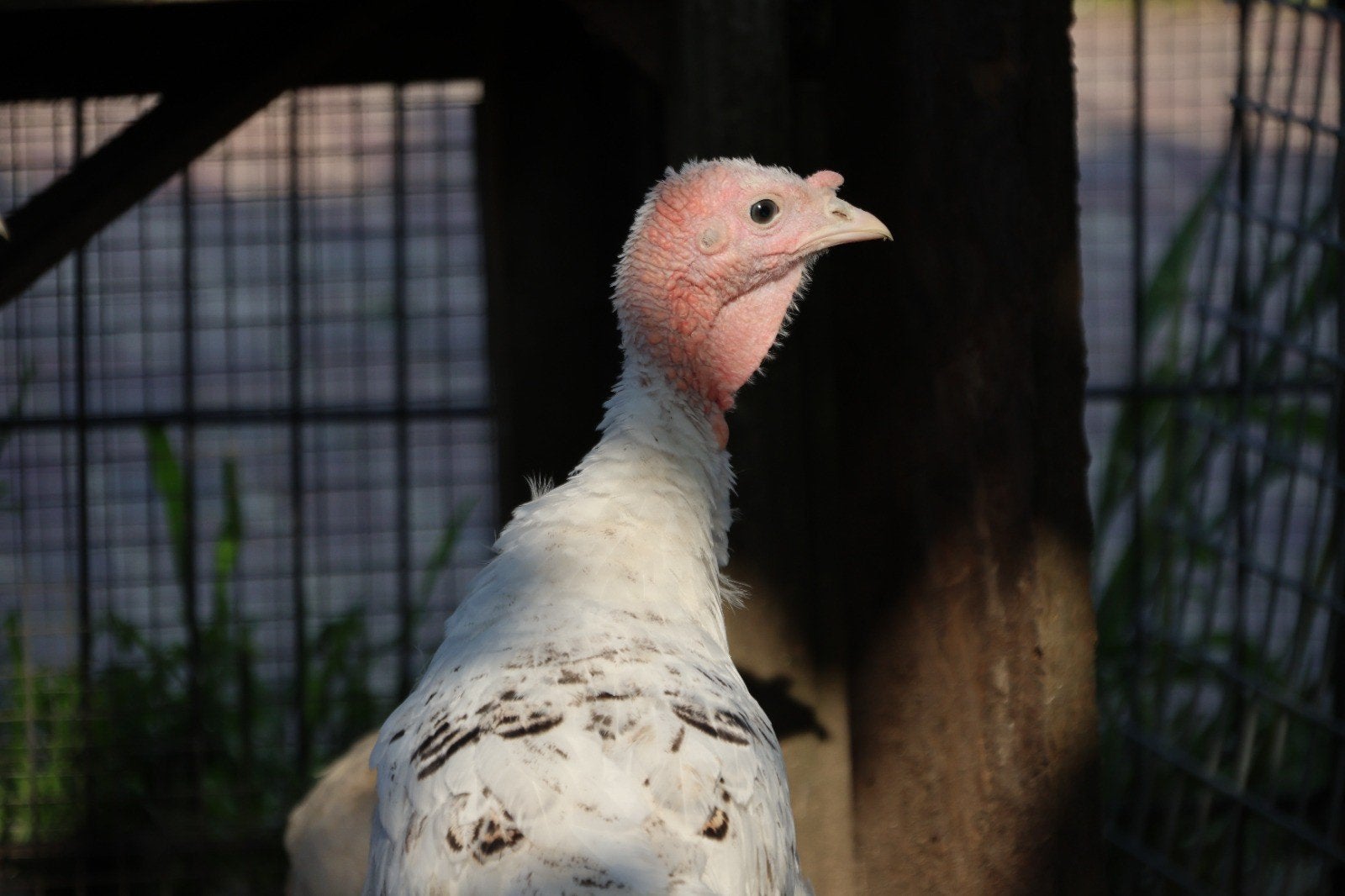 jonge ronquiere kalkoen haan, Dieren en Toebehoren, Pluimvee, Mannelijk, Kalkoen