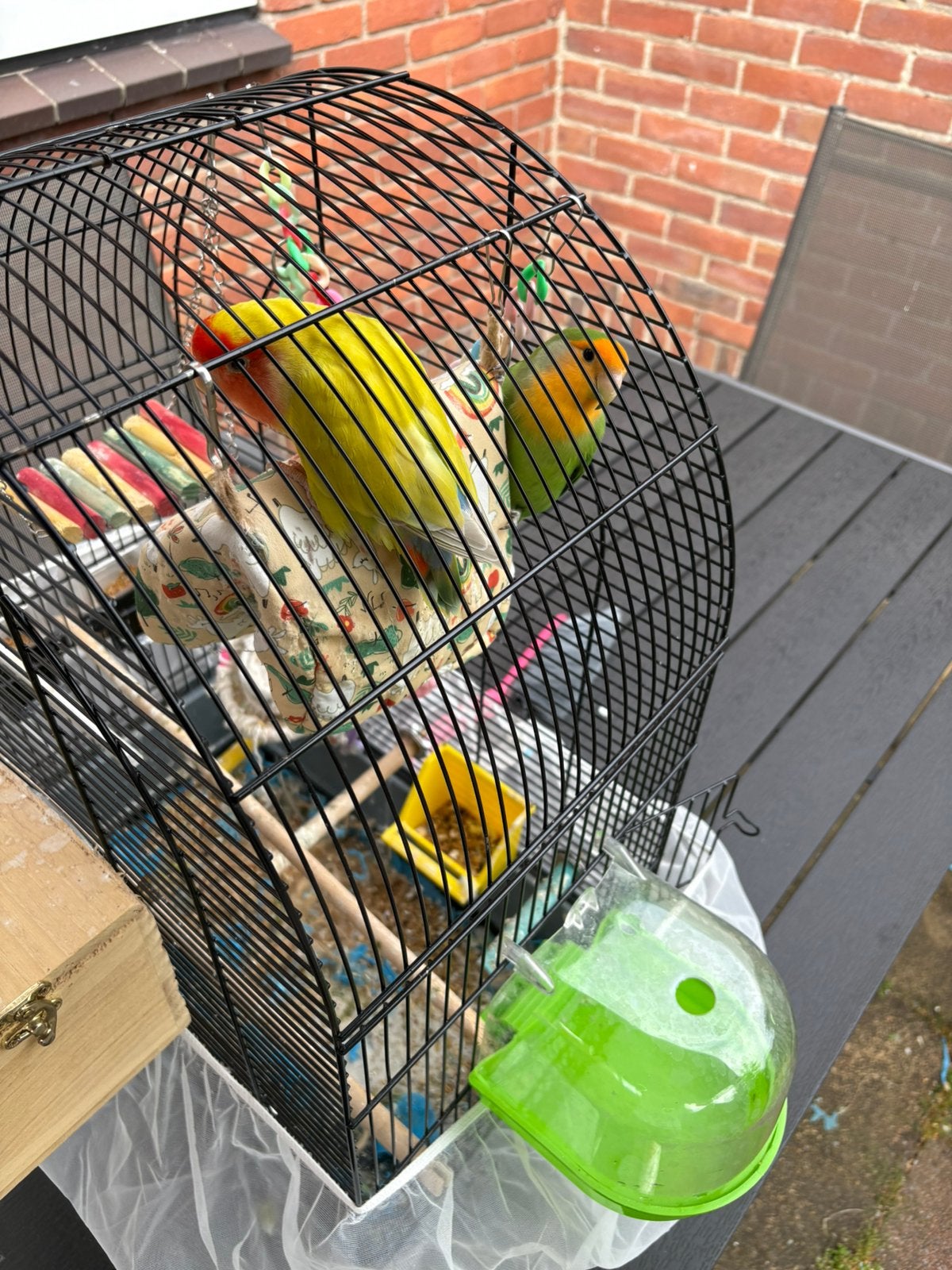 Agapornis, Geslacht onbekend, Dwergpapegaai of Agapornis, Tam