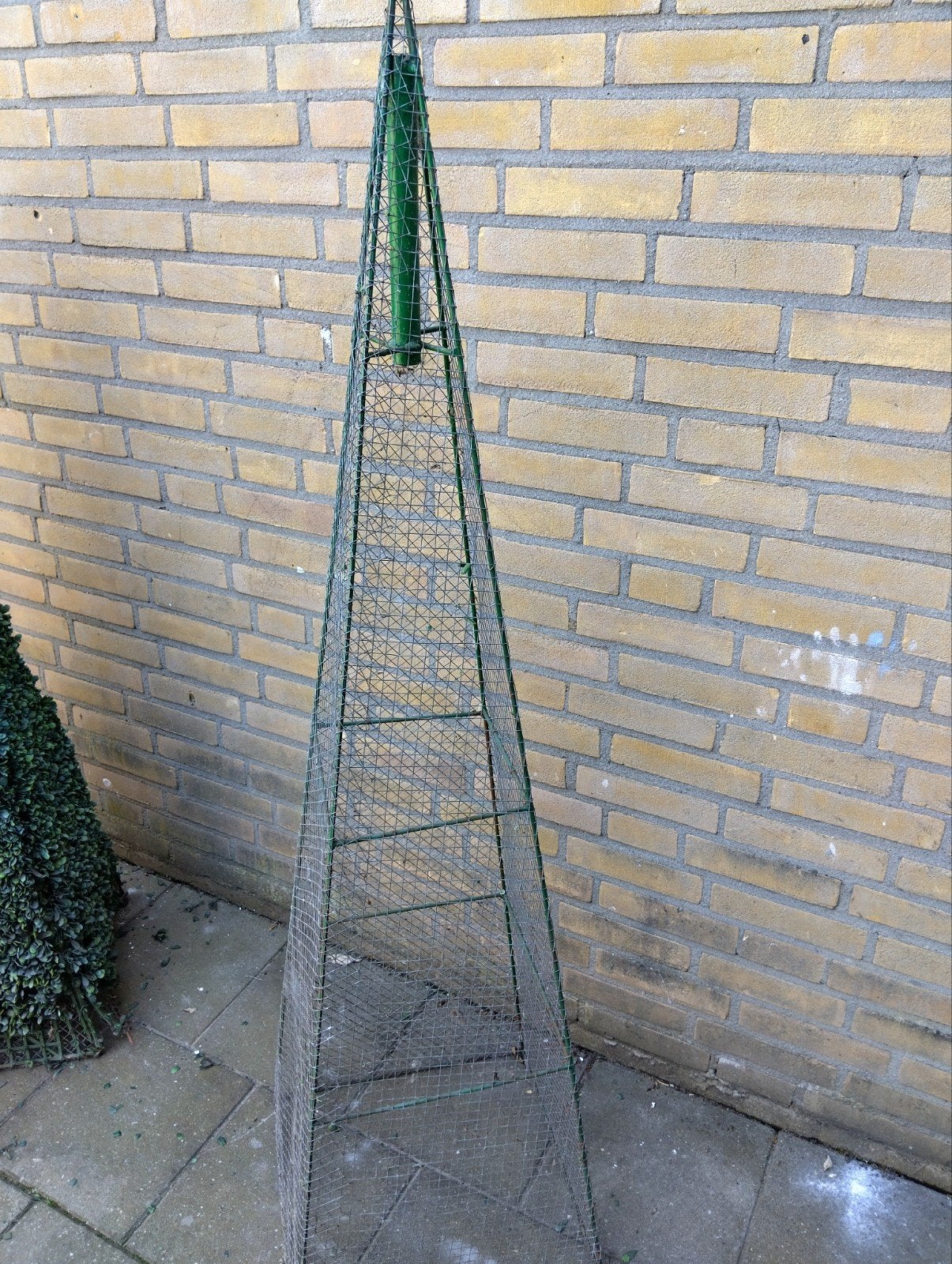 Plantengeleider / Klimrek voor planten, Ophalen, Bloeit niet, Overige soorten, Volle zon