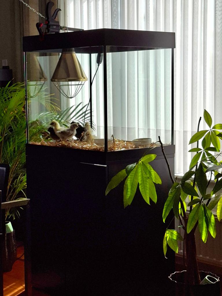 Jewel lido 200, Ophalen, Gebruikt, Leeg aquarium
