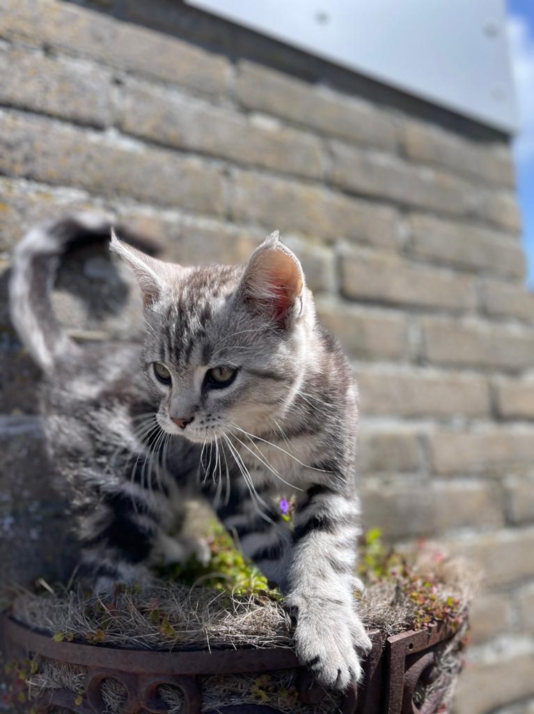50% Main Coon kittens, Dieren en Toebehoren, Meerdere dieren, Ontwormd