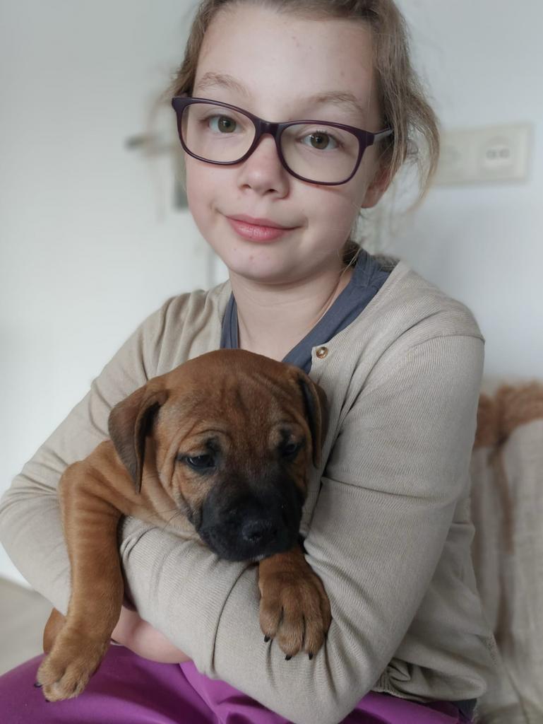 Mooie rode Engelse Stafford pups te koop met FCI stamboom, 8 tot 15 weken, Meerdere, Meerdere dieren, Parvo