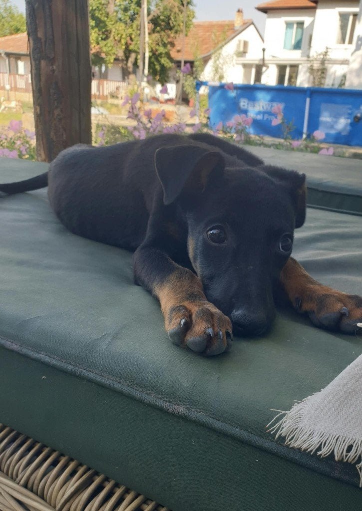Deze 3 lieverds zoeken fijn thuis ♡ 2 pups en 1 jonge puber, Particulier, 8 tot 15 weken, Buitenland, Teef