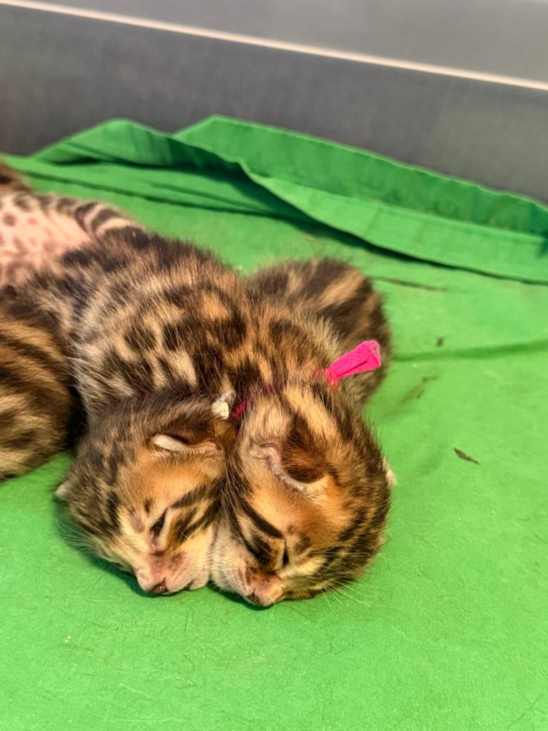 Raszuivere Bengaal kittens te reserveren, Dieren en Toebehoren, Katten en Kittens | Overige Katten, Poes