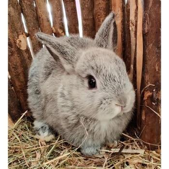 Dwergkonijntjes te koop, Meerdere dieren, Dwerg