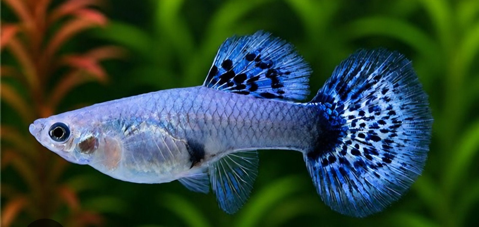 rasguppen blue galaxy, Dieren en Toebehoren, Vis