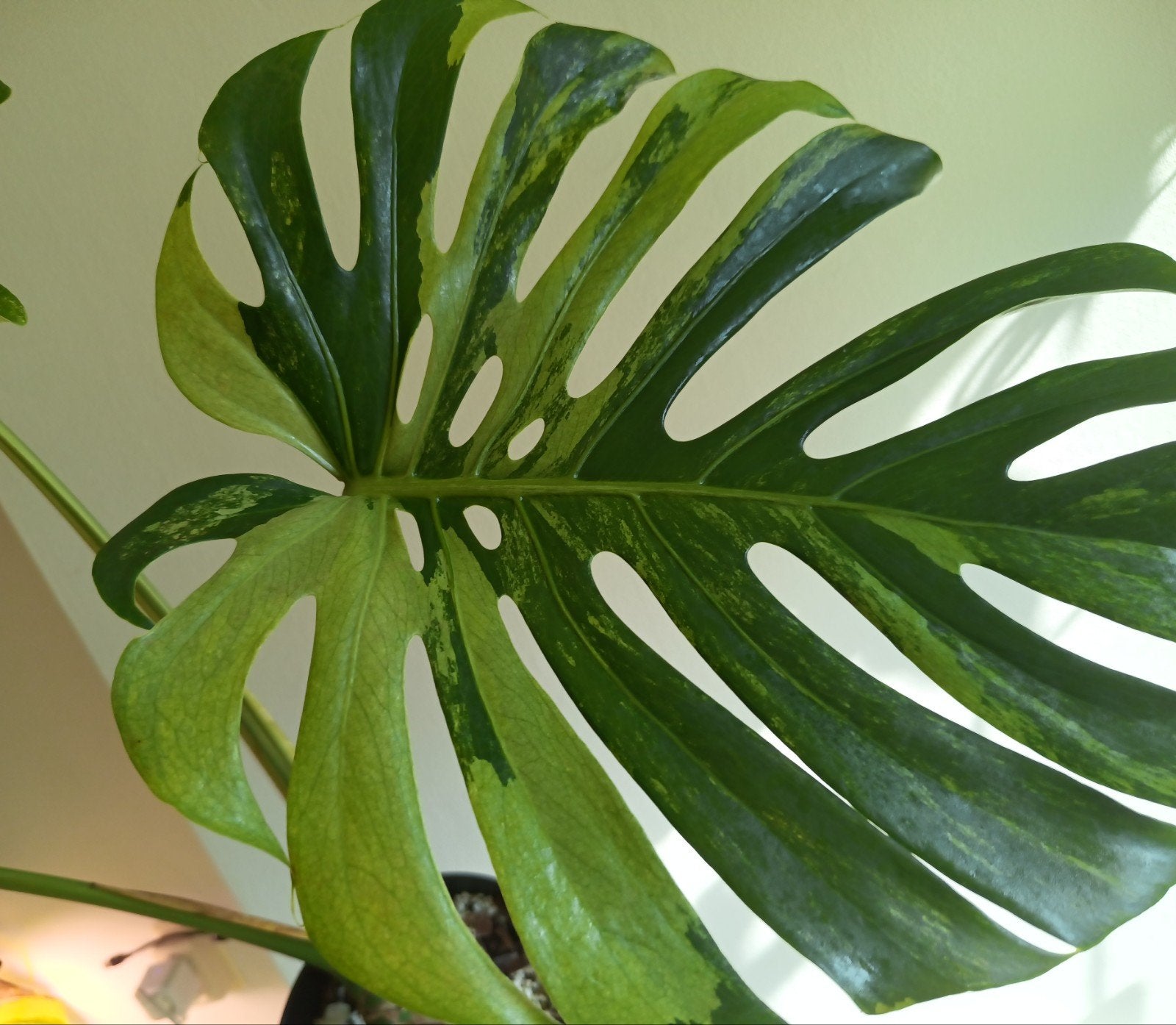 Rare NO-ID MINT (MONSTERA DELI), Ophalen of Verzenden, Halfschaduw, Minder dan 100 cm