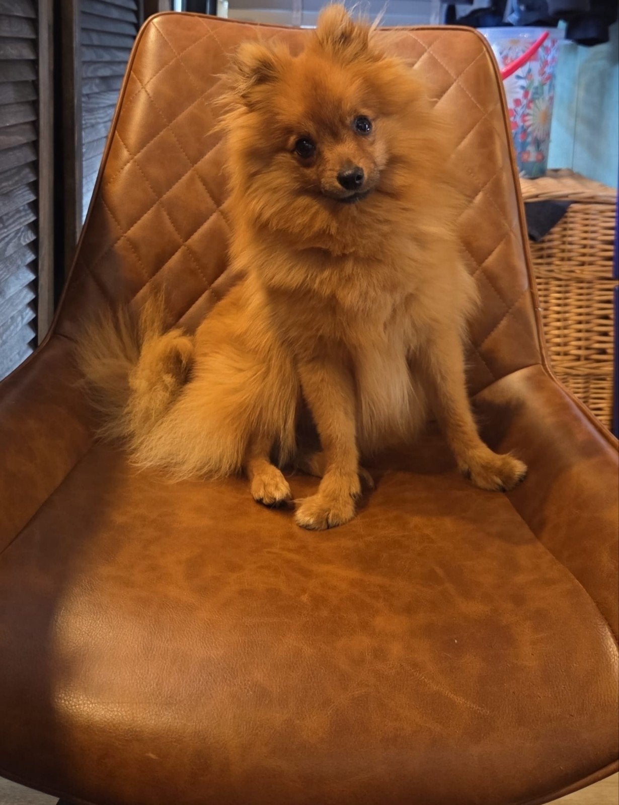 Lieve juna een enthousiaste Dwergkeeshond / Pomeranian (Teef, Dieren en Toebehoren, 1 tot 2 jaar, Teef, Eén hond, Klein