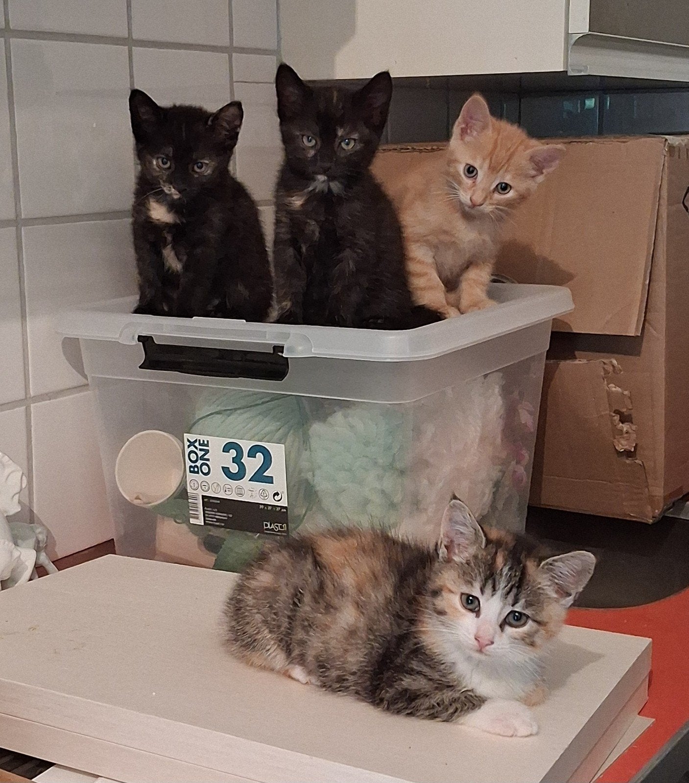 Boerderij kittens, Meerdere dieren, Kortharig, 0 tot 2 jaar