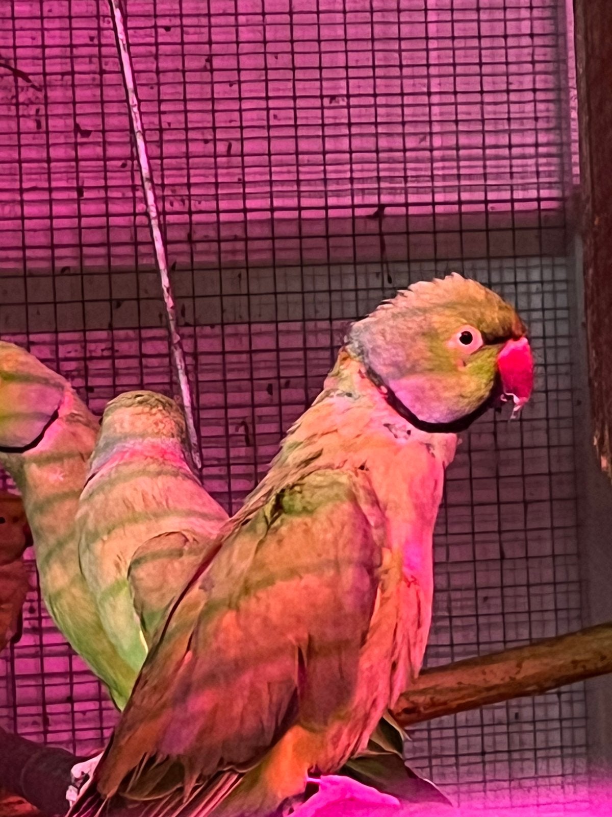 Halsband, Meerdere dieren, Parkiet, Tam