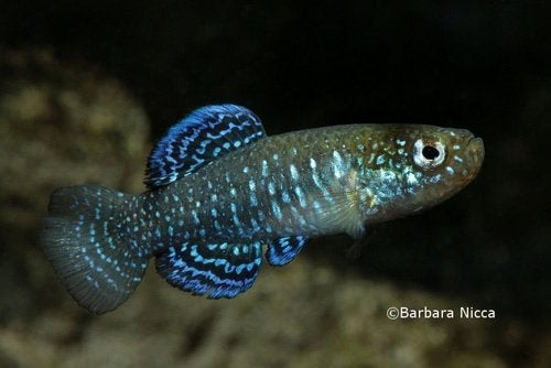 aphanius mento, Vis, Zoetwatervis