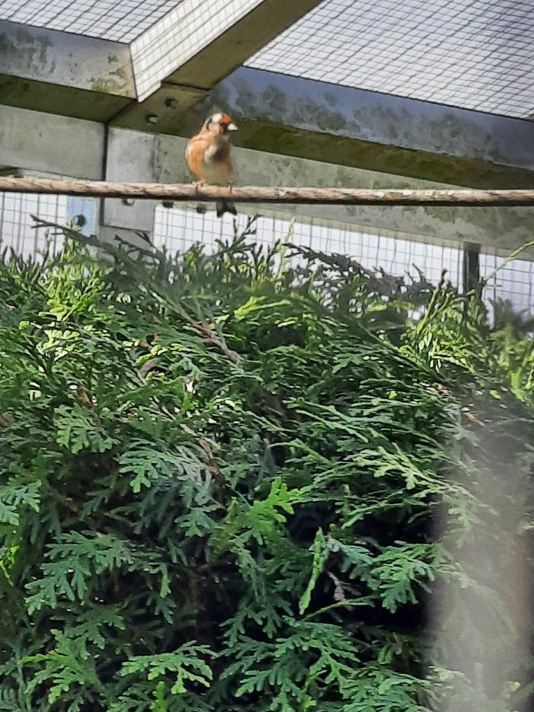 Vogels, Dieren en Toebehoren, Meerdere dieren, Parkiet, Geringd