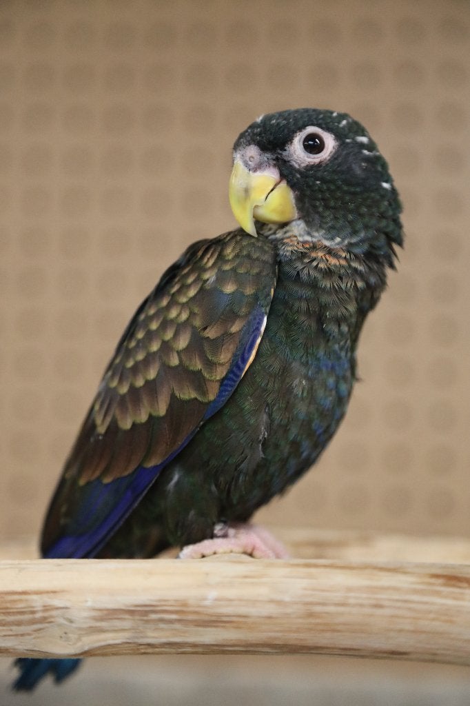 Lieve | Jonge Baby Pionussen Bronsvleugel | Handtam | Getest