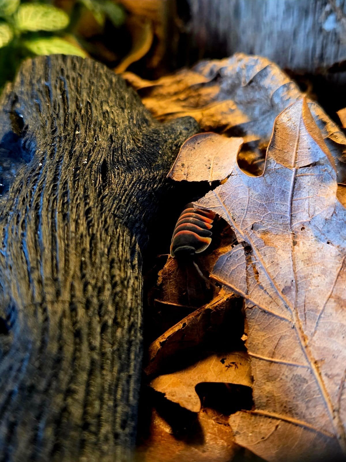 Ember Bee isopod (Ardentiella sp. "Ember Bee" te koop, Dieren en Toebehoren, Overige soorten, 0 tot 2 jaar