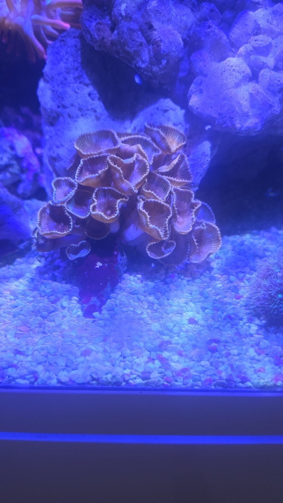 palythoa grandis, Dieren en Toebehoren, Overige typen