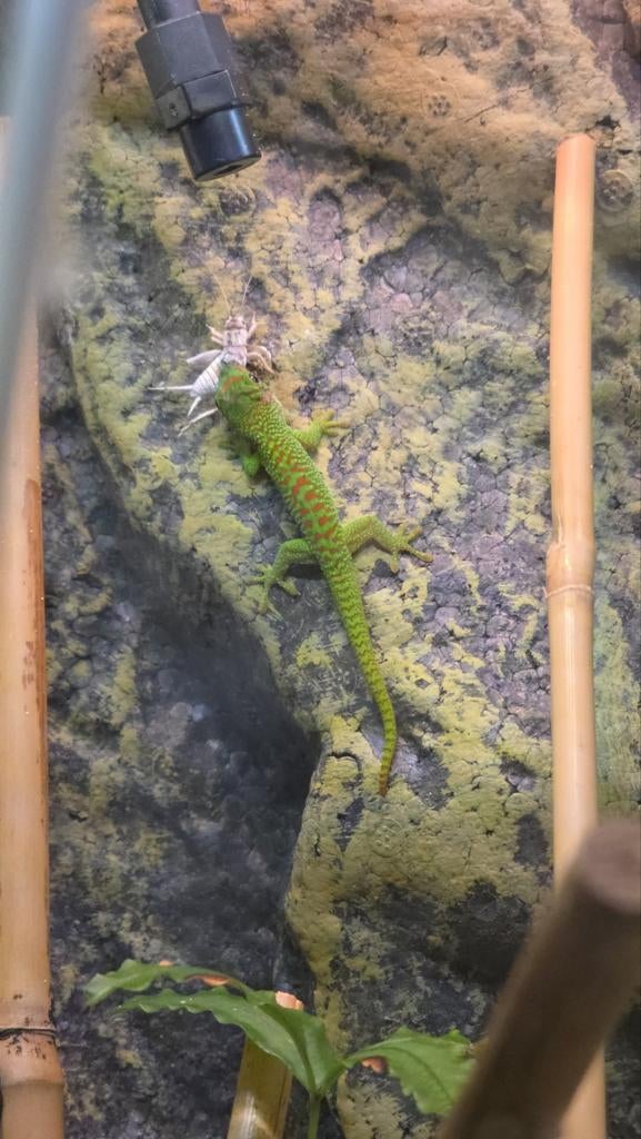 Phelsuma Grandis High Red (Daggekko Day gecko), Hagedis, 0 tot 2 jaar