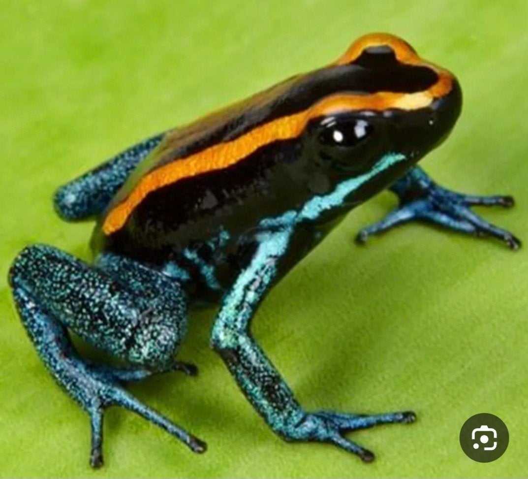 Verschillende soorten gifkikkers Frog - unknown for sale from Rosan