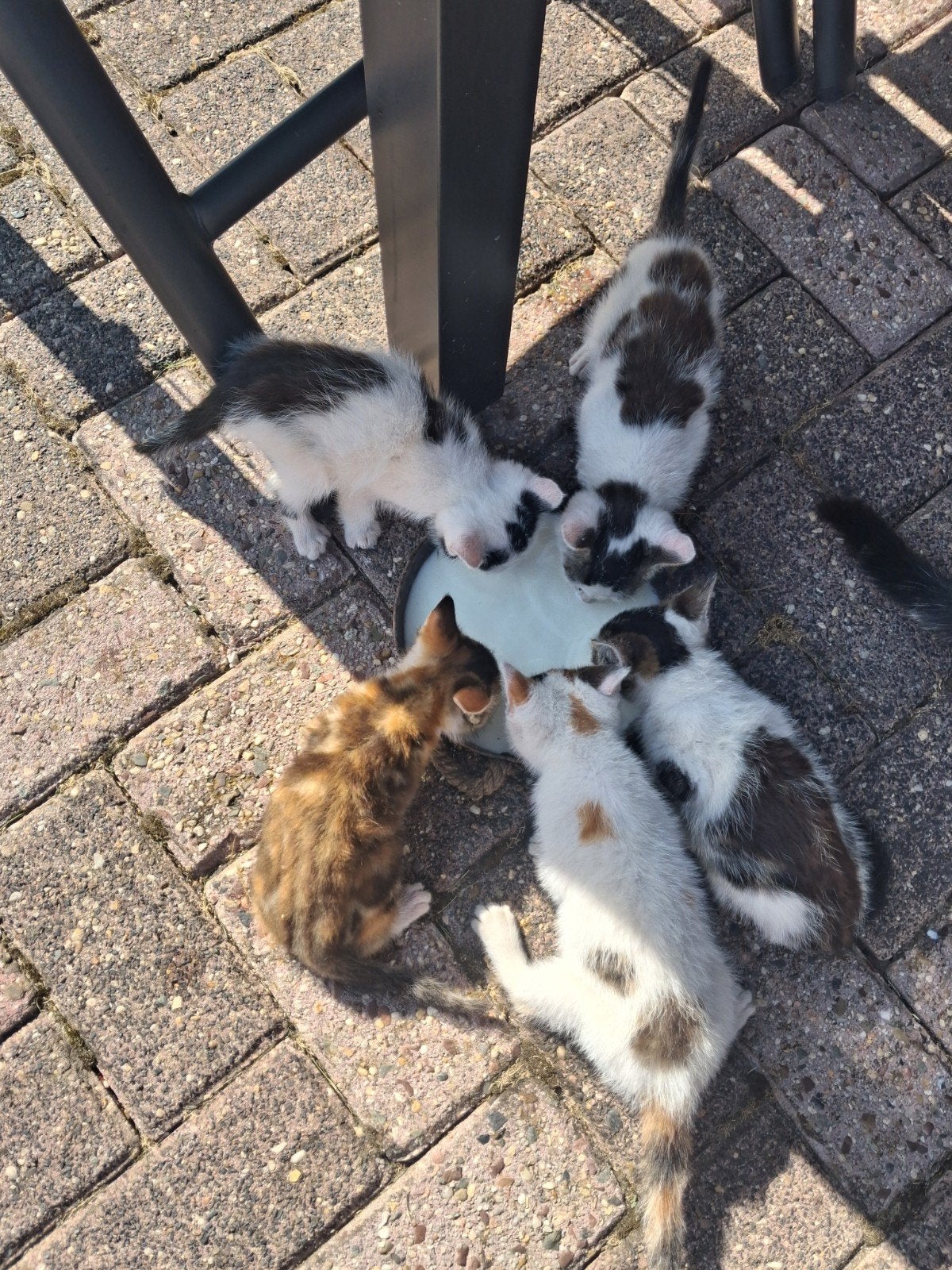 Boederij kittens
