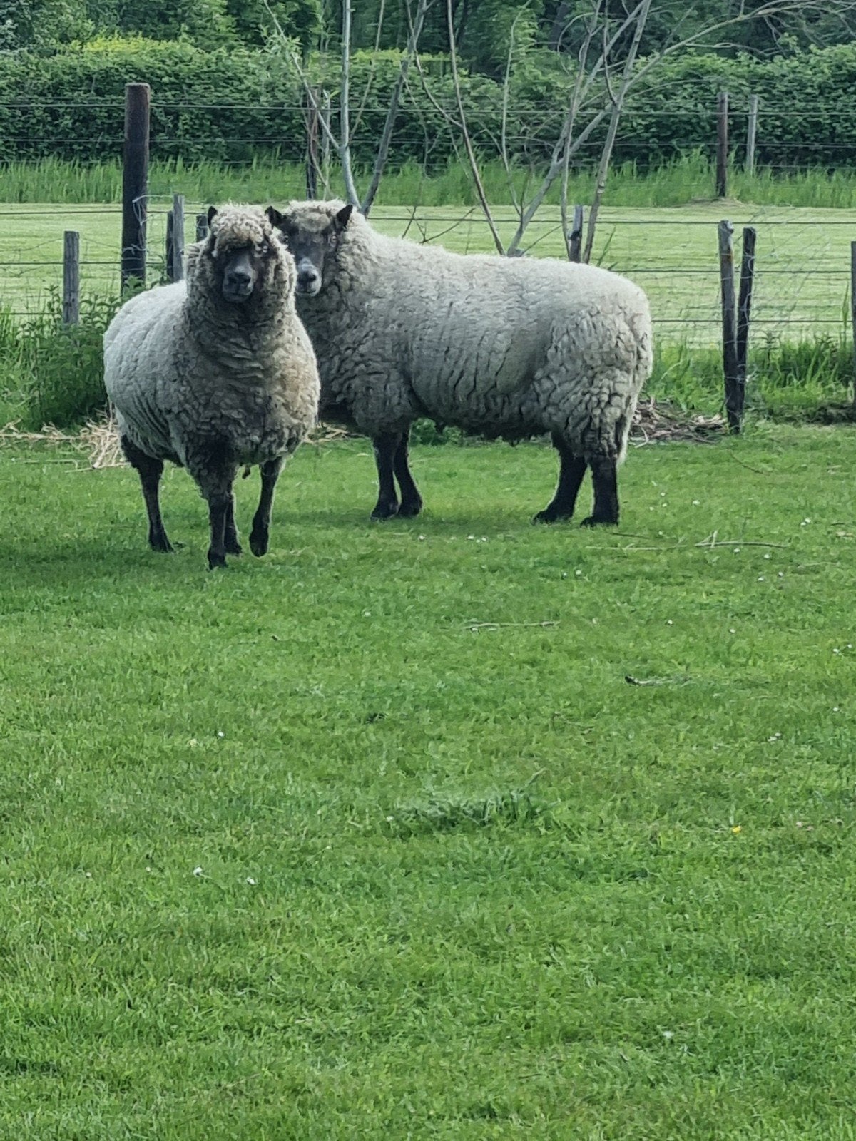 Clunforrest Ooi en Ram, Dieren en Toebehoren, Schapen, Geiten en Varkens, Meerdere dieren, Schaap