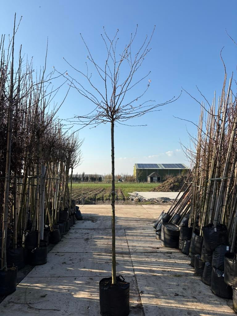 Prunus subhirtella ‘Autumnalis Rosea’ – sierkers, Tuin en Terras, Planten | Bomen, Ophalen, In pot, Volle zon, Overige soorten