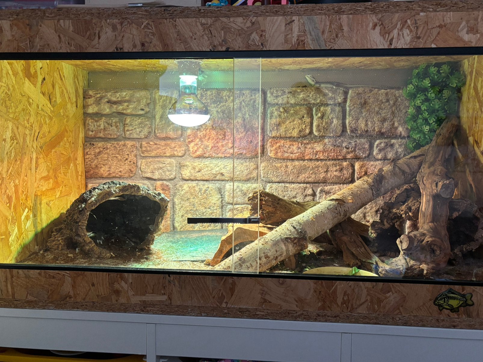 Baardagaam met terrarium, Ophalen, Zo goed als nieuw