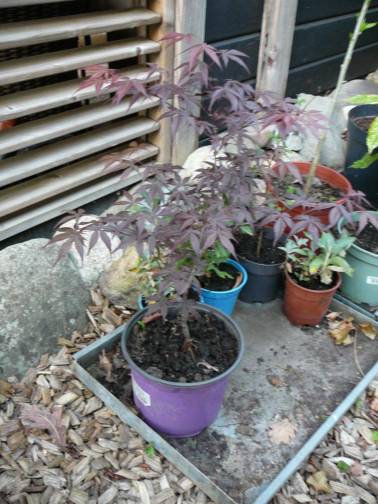 ACER Palmatum, Ophalen, Bloeit niet, Halfschaduw, Overige soorten