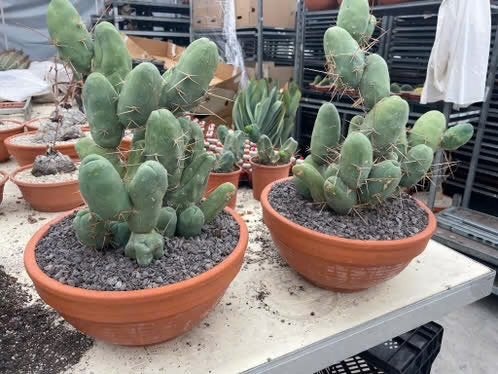 Cactus Tricocereus Bridgesii Monstruoso (Penis Plant), Ophalen of Verzenden, Minder dan 100 cm, Bloeiende kamerplant, Volle zon