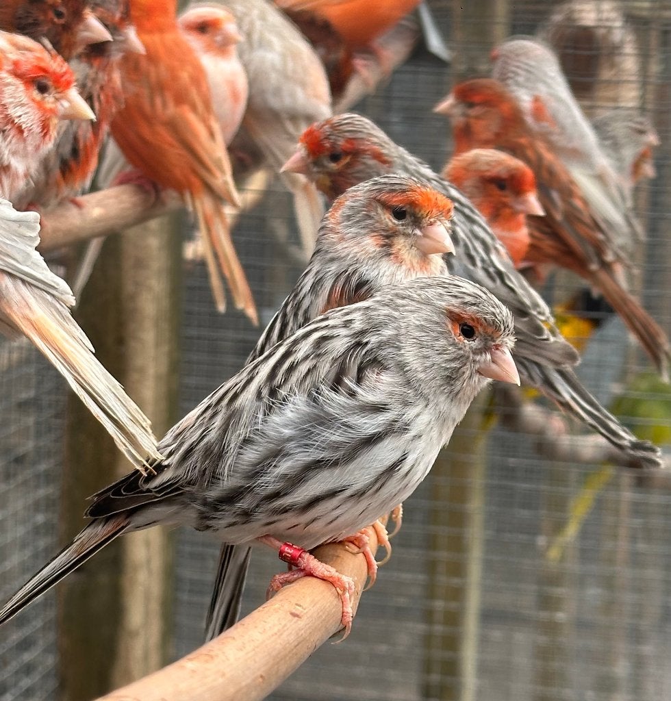 Rood agaat mozaïek koppel, Dieren en Toebehoren, Vogels | Kanaries, Meerdere dieren, Kleurkanarie