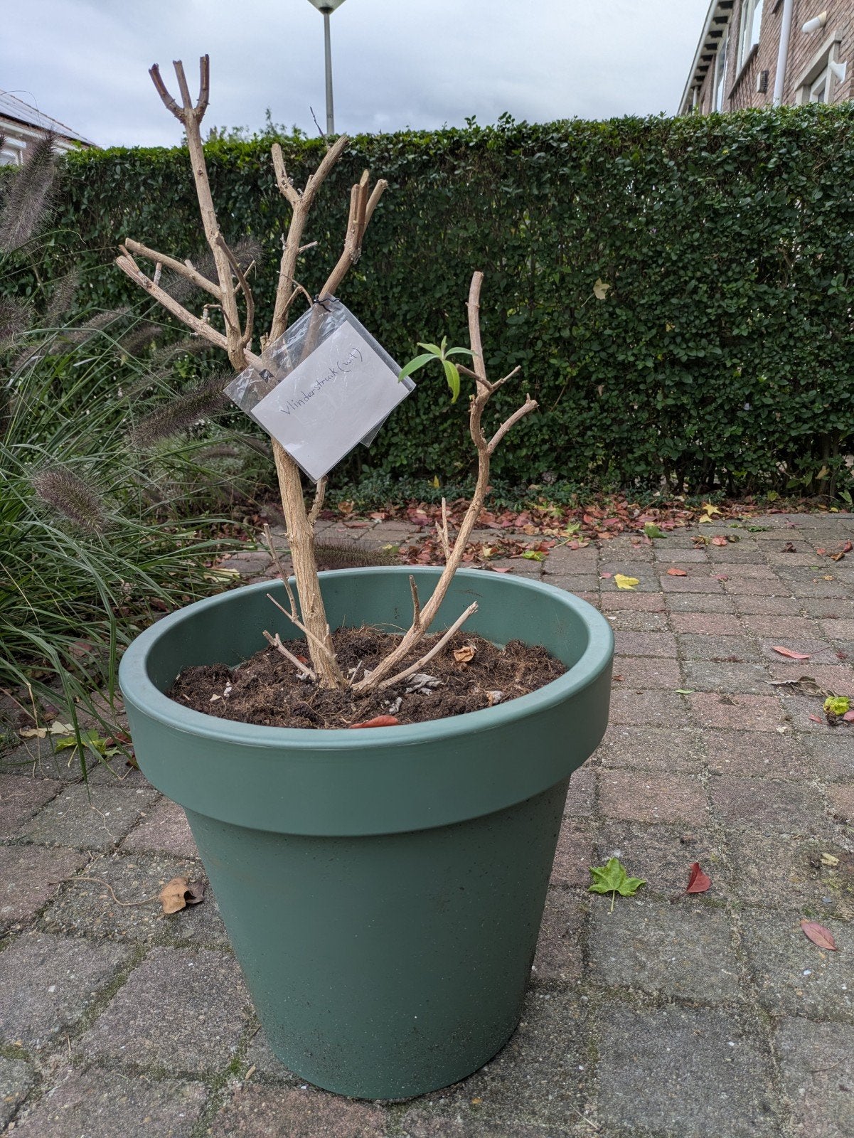 Witte vlinderstruik, Tuin en Terras, Overige soorten, 100 tot 250 cm, Zomer, Ophalen